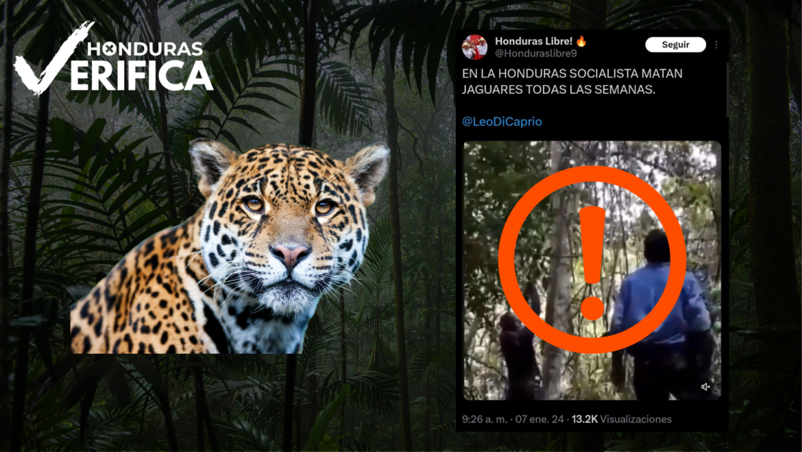 Fuera de contexto, vídeo de jaguar asesinado no fue en Honduras, sino en Colombia